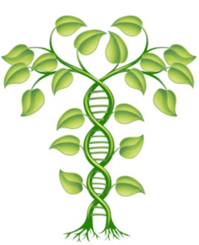 DNA tree image