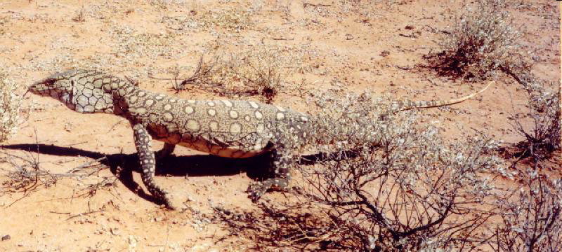 goanna